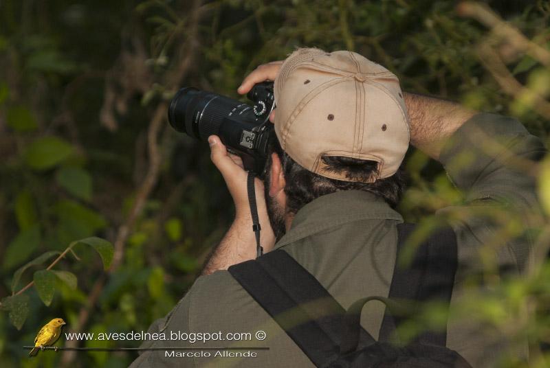 Fiofío ceniciento (Gray Elaenia) Myiopagis caniceps