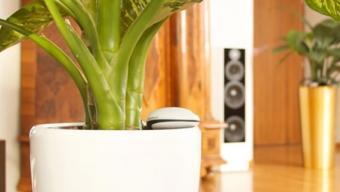 Koubachi Wi-Fi Plant Sensor :: app para cuidar las plantas