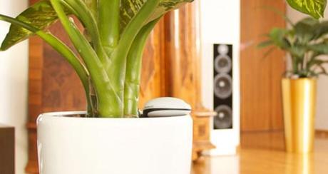 Koubachi Wi-Fi Plant Sensor :: app para cuidar las plantas Koubachi Wi-Fi Plant Sensor :: app para cuidar las plantas