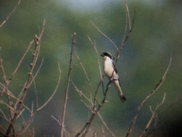 EL AVE MAS AMENAZADA DE ESPAÑA:EL ALCAUDON CHICO