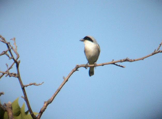 EL AVE MAS AMENAZADA DE ESPAÑA:EL ALCAUDON CHICO