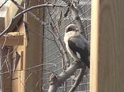 amenazada españa: alcaudon chico