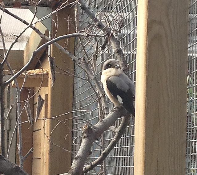 EL AVE MAS AMENAZADA DE ESPAÑA:EL ALCAUDON CHICO