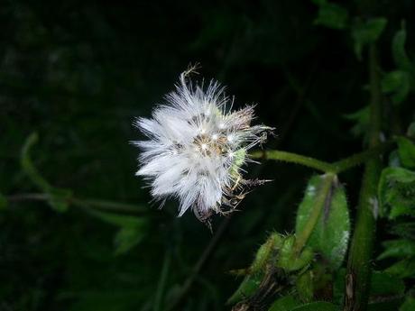 Androidografia Barakaldo 1420