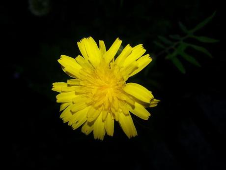 Androidografia Barakaldo 1418