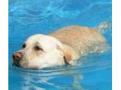 Mantén perro seguro piscina