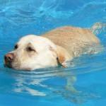 perro en la piscina