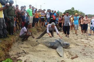 Ambiente atiende desove de tortuga marina en Playa El Cardón