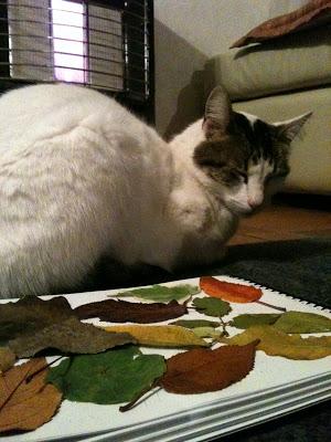 La Ruta del Arcoíris: Be Creativa y mi collage