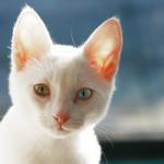 ojos rojos en los gatos