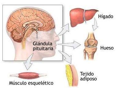 Consejos para estimular la hormona del crecimiento en el cuerpo