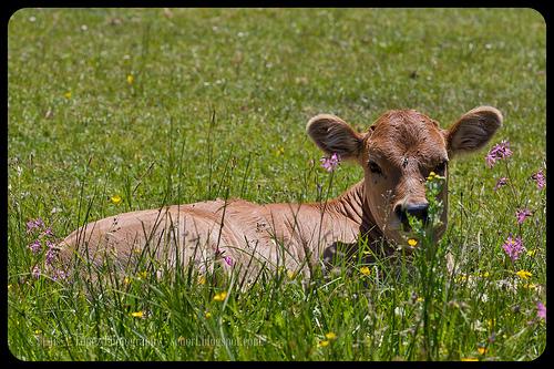 Lagos de Covadonga, Asturias