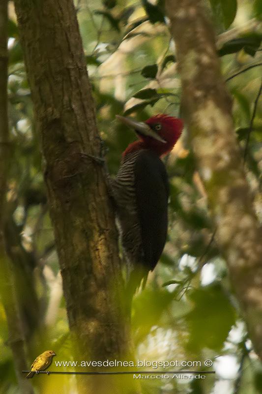 Carpintero grande (Robust Woodpecker) Campephilus robustus