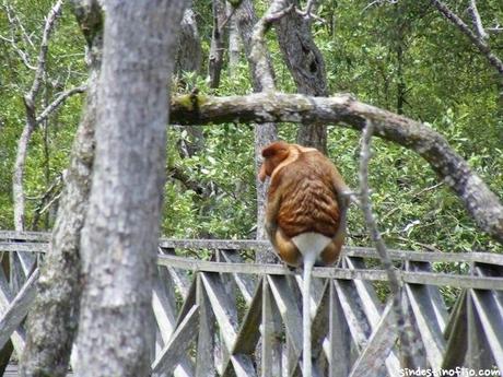 mono narigudo fauna de Borneo
