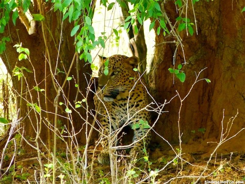 Yala y los leopardos, bishiu bishiu: ¡gatito ven a mí!