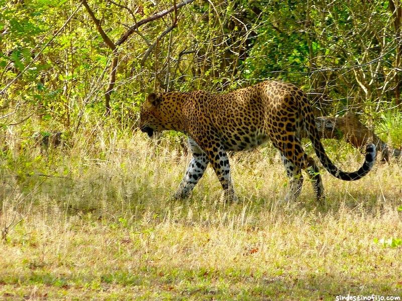 Leopardo en Yala National Park