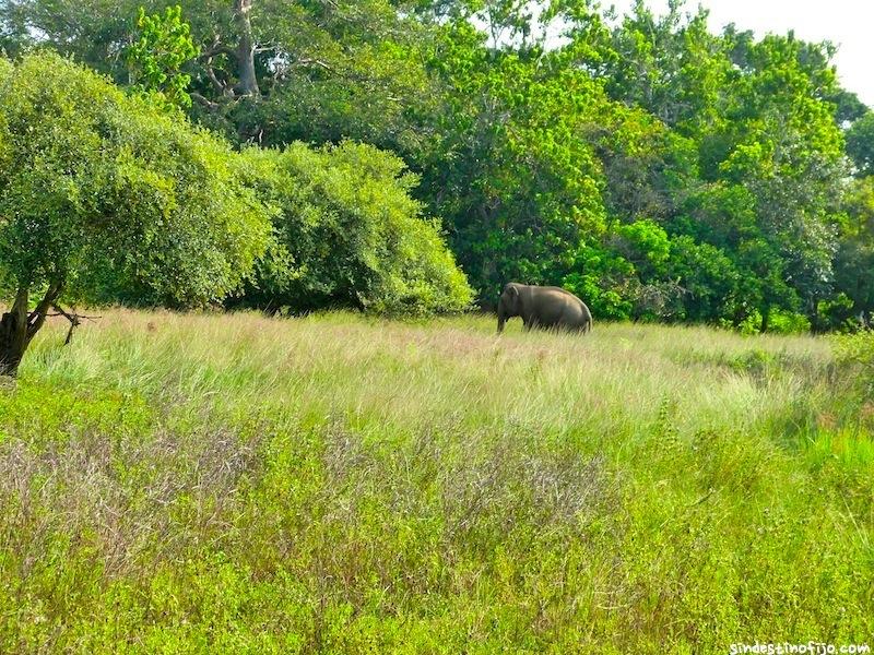 Elefantes en Parque Yala