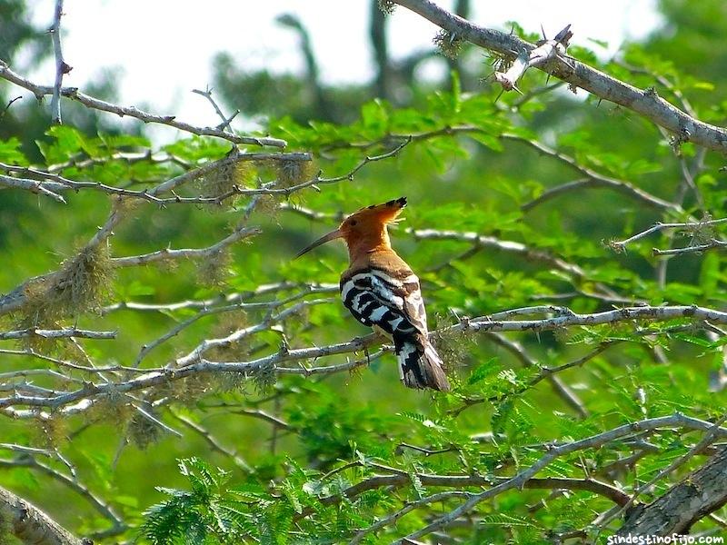 Avistamiento Aves en Sri Lanka