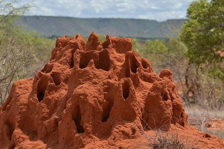 TermiteFriday Pic: Ecosistema africano