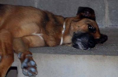 IKER, años en el albergue y ahora con una enfermedad degenerativa. POR CARIDAD, ADOPCIÓN URGENTE!