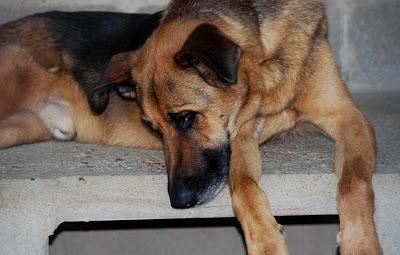 IKER, años en el albergue y ahora con una enfermedad degenerativa. POR CARIDAD, ADOPCIÓN URGENTE!
