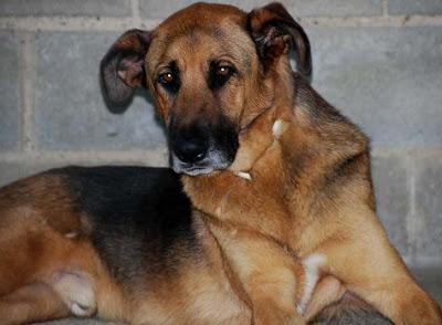 IKER, años en el albergue y ahora con una enfermedad degenerativa. POR CARIDAD, ADOPCIÓN URGENTE!