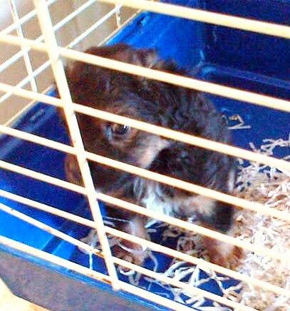 MUY URGENTE!!! NUEVO CACHORRO CIEGO EN LA PERRERA, ZOO SANITARIO DE SEVILLA.