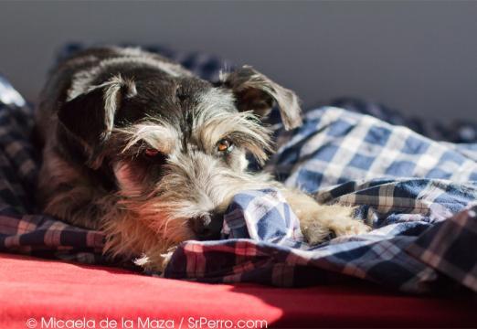 Vida perruna: adónde llevarlos