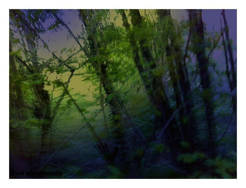 El espíritu del bosque