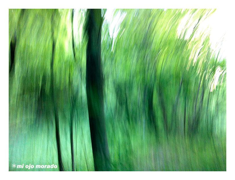 El espíritu del bosque