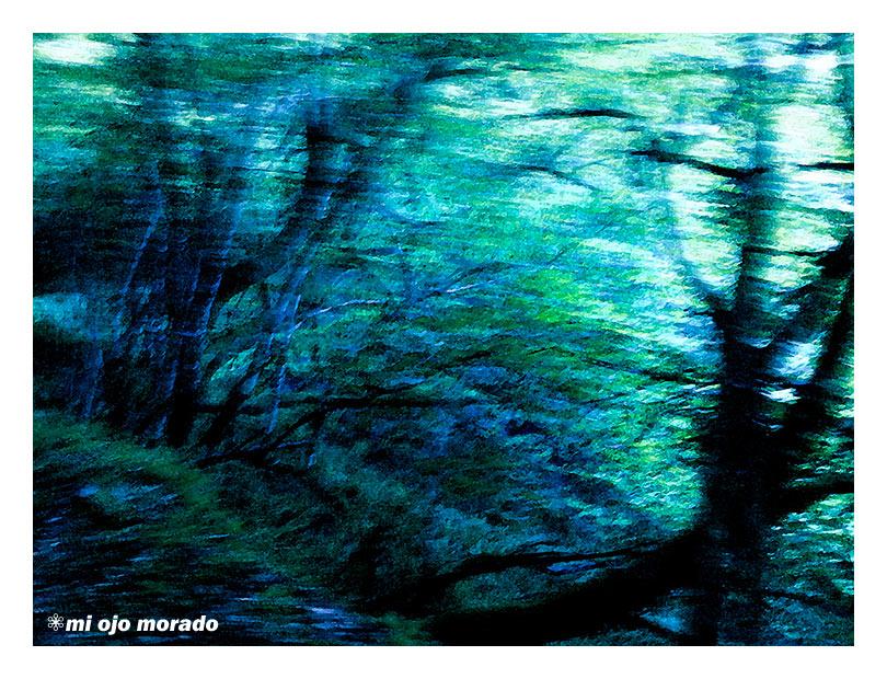 El espíritu del bosque