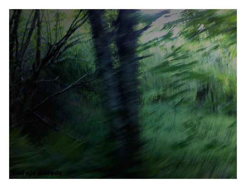 El espíritu del bosque