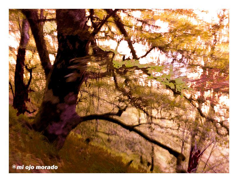 El espíritu del bosque