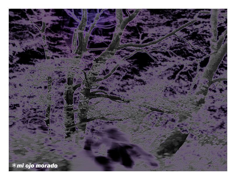 El espíritu del bosque