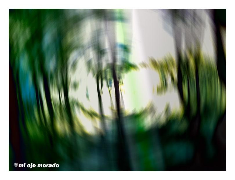 El espíritu del bosque