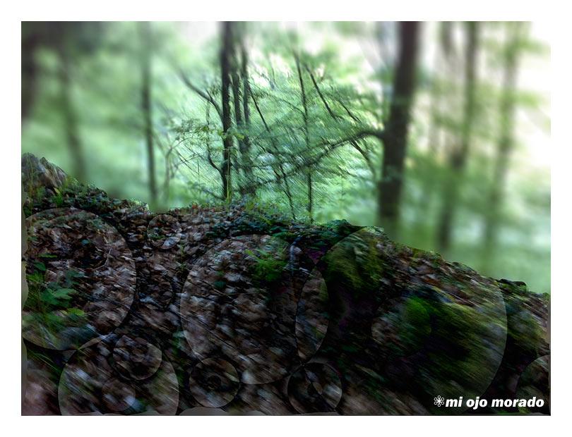 El espíritu del bosque