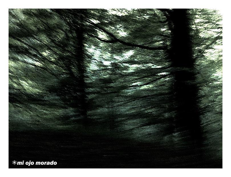 El espíritu del bosque