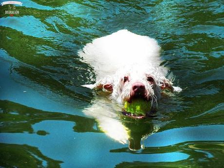 DE PICNIC EN EL EMBALSE DE PICADAS (MADRID)