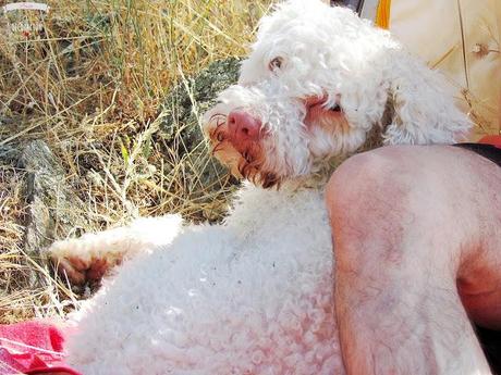 DE PICNIC EN EL EMBALSE DE PICADAS (MADRID)