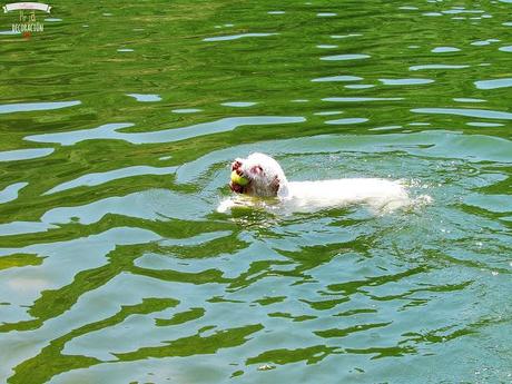 DE PICNIC EN EL EMBALSE DE PICADAS (MADRID)