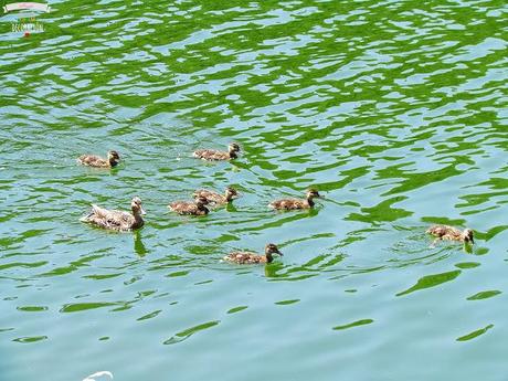 DE PICNIC EN EL EMBALSE DE PICADAS (MADRID)