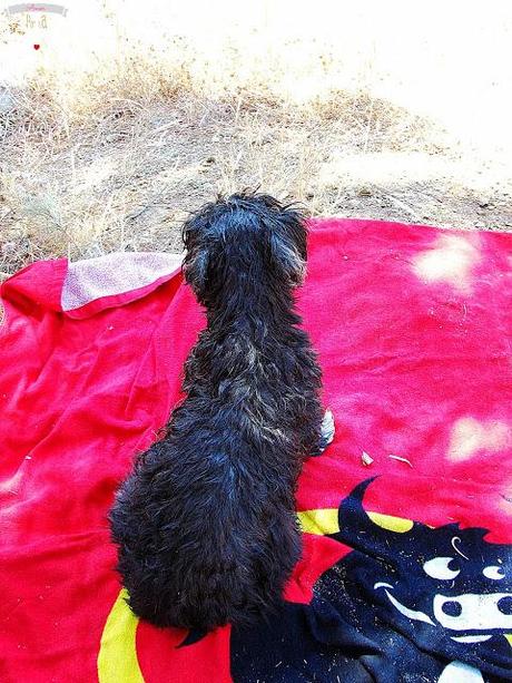 DE PICNIC EN EL EMBALSE DE PICADAS (MADRID)