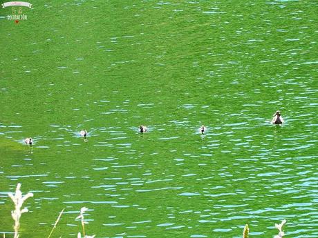 DE PICNIC EN EL EMBALSE DE PICADAS (MADRID)
