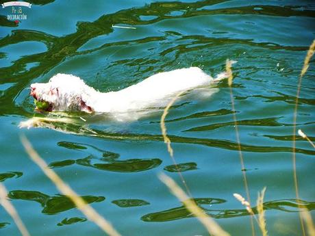 DE PICNIC EN EL EMBALSE DE PICADAS (MADRID)