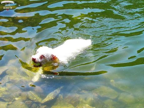 DE PICNIC EN EL EMBALSE DE PICADAS (MADRID)