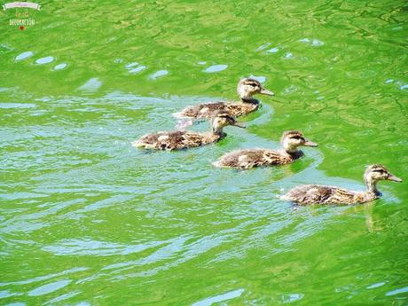 DE PICNIC EN EL EMBALSE DE PICADAS (MADRID)