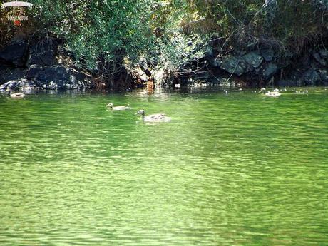 DE PICNIC EN EL EMBALSE DE PICADAS (MADRID)