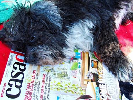 DE PICNIC EN EL EMBALSE DE PICADAS (MADRID)