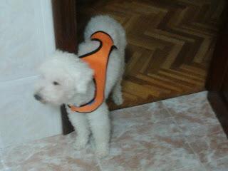 Hasta siempre, pequeño