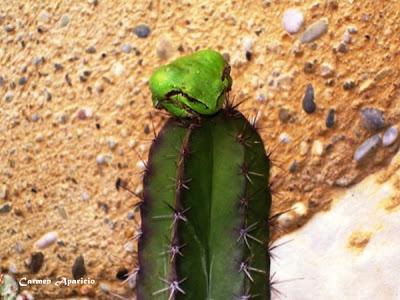 Vi soñar a las ranas